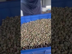 완두콩 크롤러 분류기